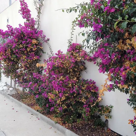 Les Pins Bleus - Antibes Les Pins